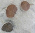 Fossil Leaf Association Beringiaphyllum & Zizyphoides - Montana #29113-2